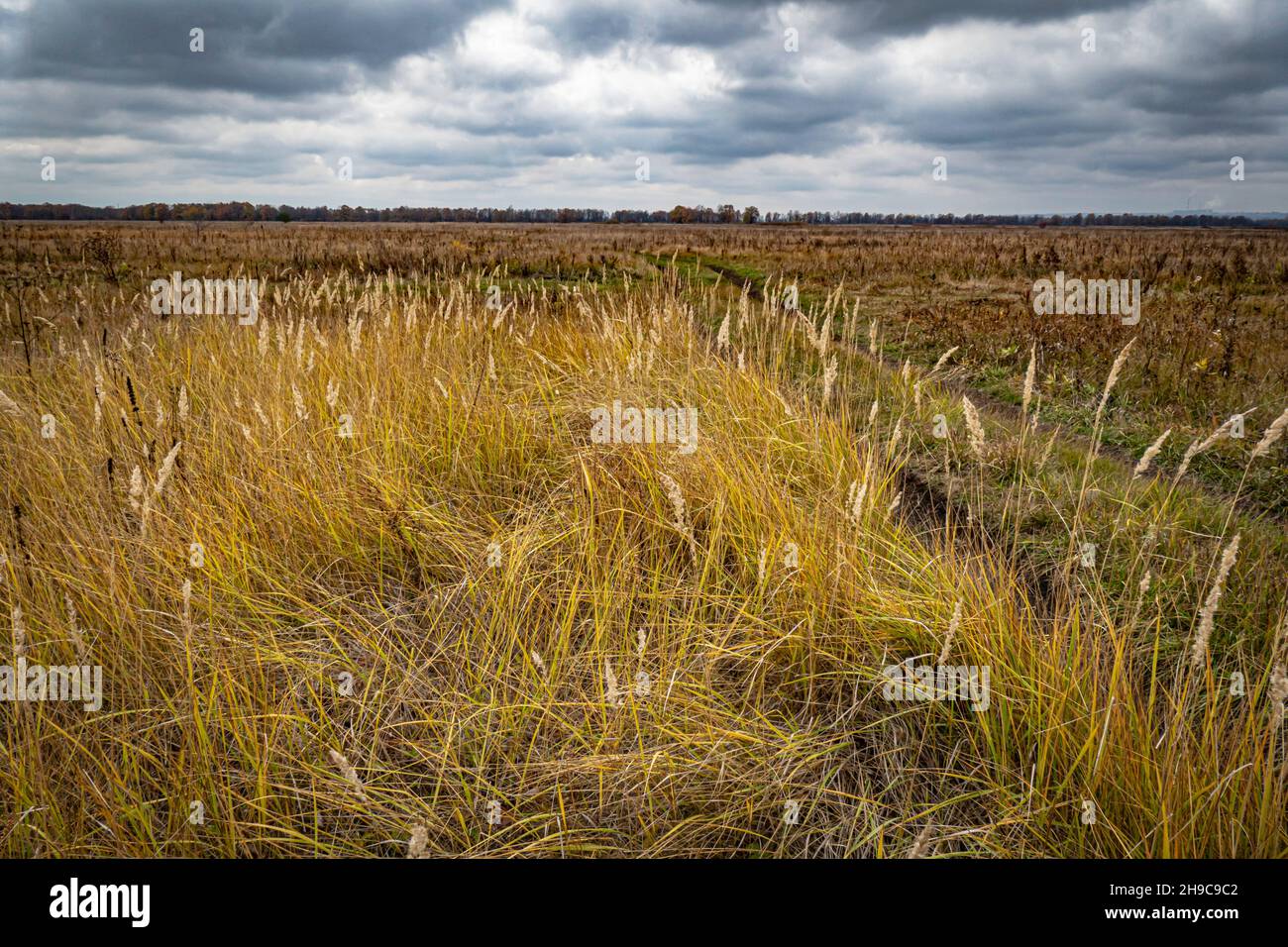 Route de campagne dans un champ avec de l'herbe jaunée sous un ciel d'automne avec des nuages sombres Banque D'Images