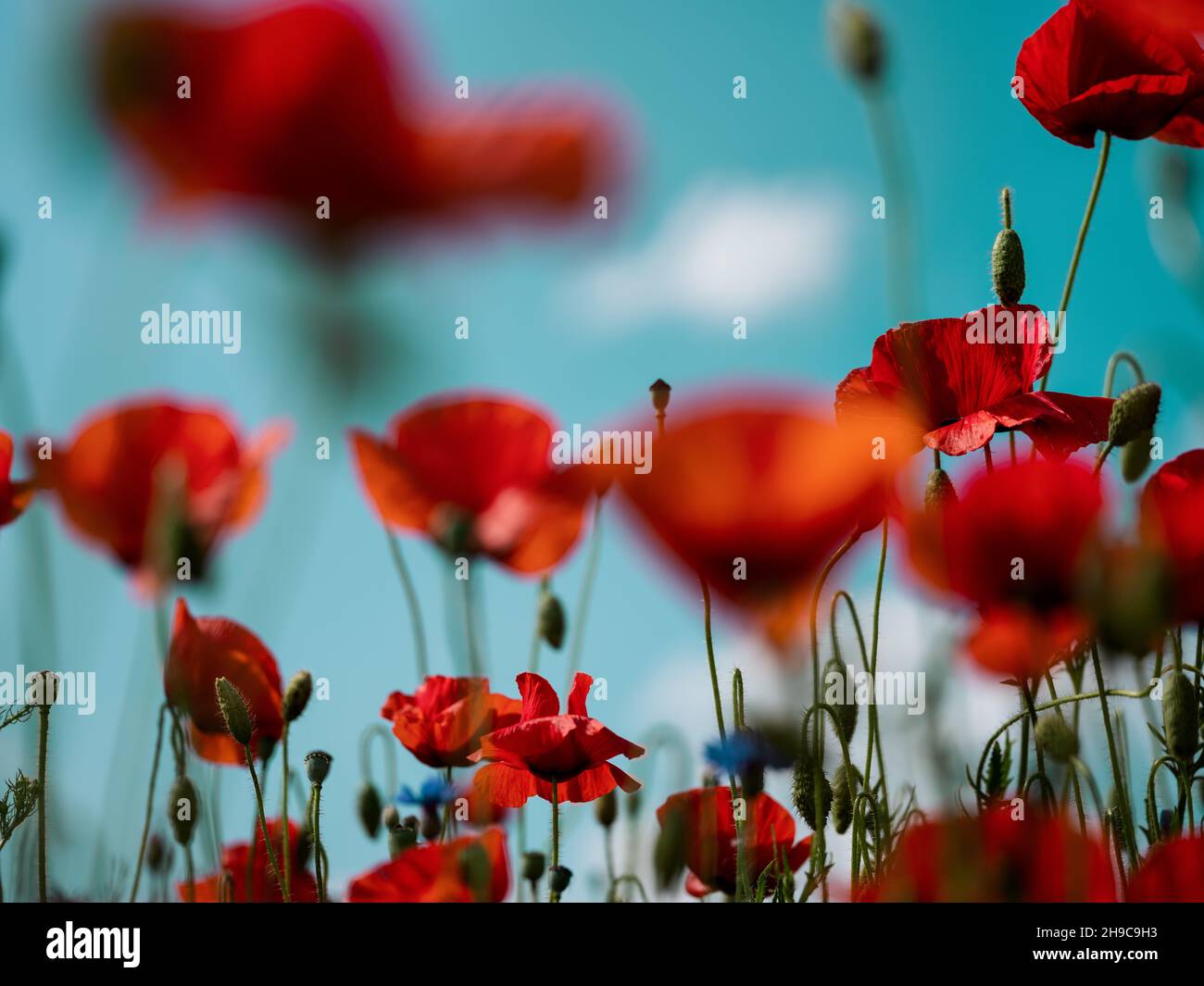 Fleurs de coquelicot rouge vif sur un fard à fleurs au début de l'été Banque D'Images