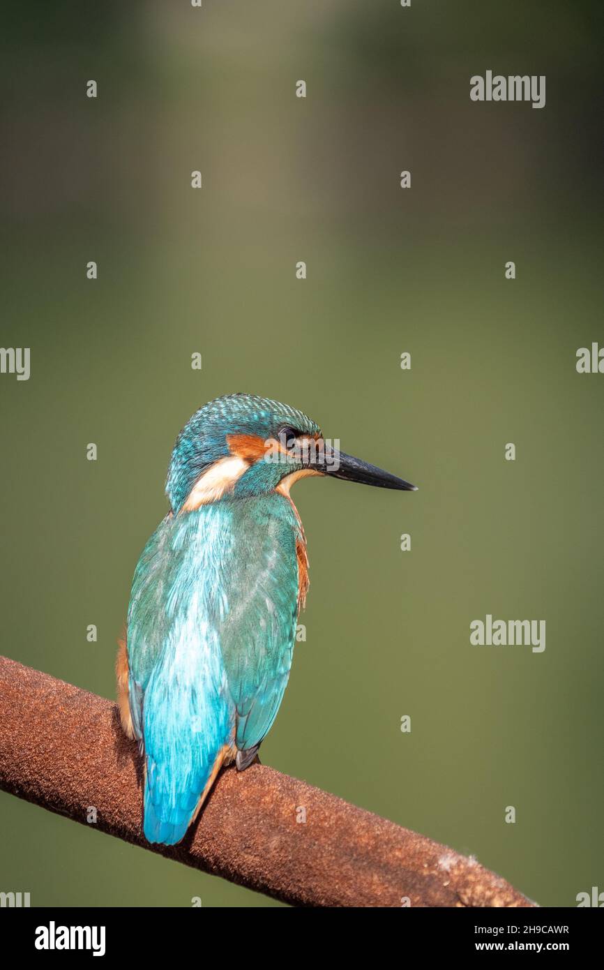 Gros plan d'un Kingfisher commun coloré assis sur la tête de semence d'un reedmace Banque D'Images