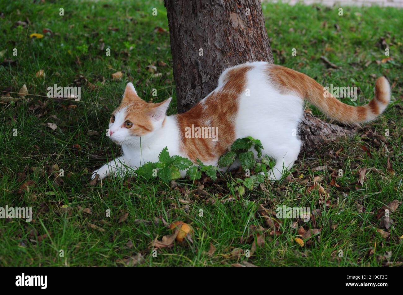 Rouge blanc chat de ferme sous l'arbre de pomme - meilleur chat de l'Internet Banque D'Images