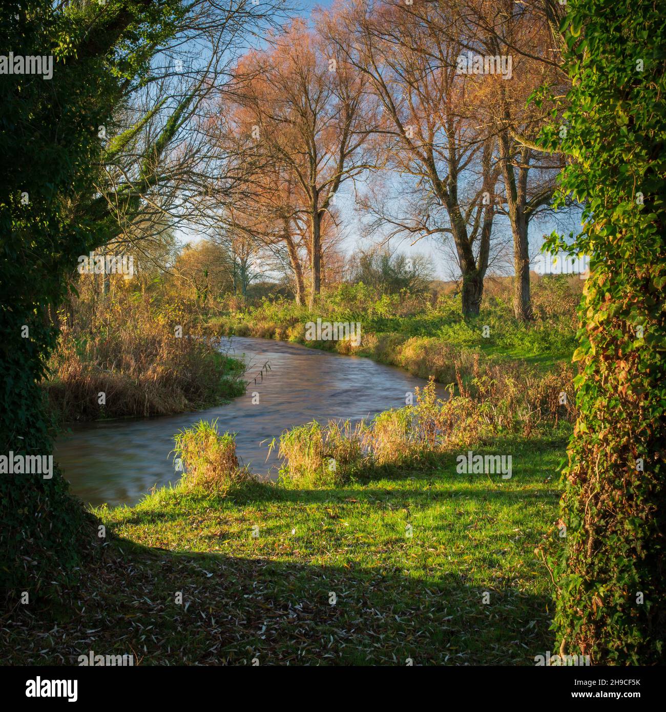 Rive bordée d'arbres, River Test, Hampshire Banque D'Images