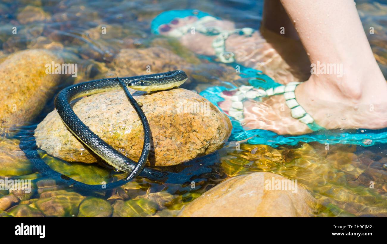 serpent noir venimeux qui se cache dans la rivière rampé jusqu'à la jambe de la femme. Banque D'Images