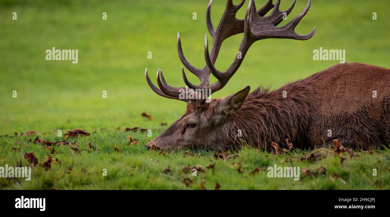 Cerf de Virginie prenant un moment pour se reposer pendant la saison de rutting Banque D'Images