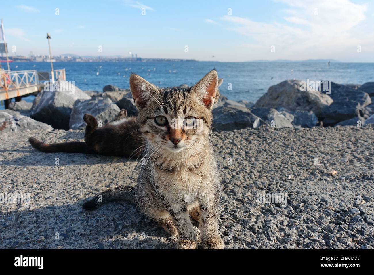 Petits chatons gris (petits chats) sur la baie d'Istanbul - de jolis petits chats regardant dans l'appareil photo avec fond d'océan Banque D'Images