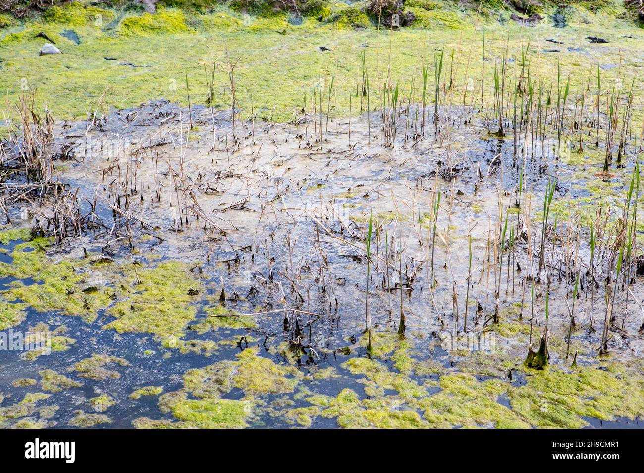 Eau sale. Catastrophe écologique, la rivière est polluée de déchets par des bouteilles en plastique avec pneus de roue, huile moteur. Banque D'Images