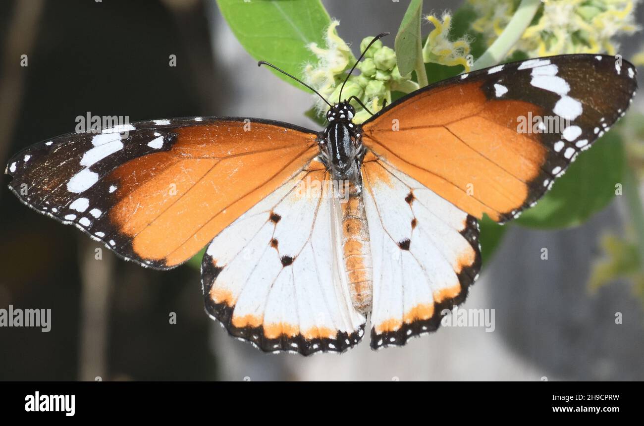 UN papillon monarque africain (Danaus chrysippus) avec des ailes arrière pâles non typiques.Kartong, République de Gambie. Banque D'Images