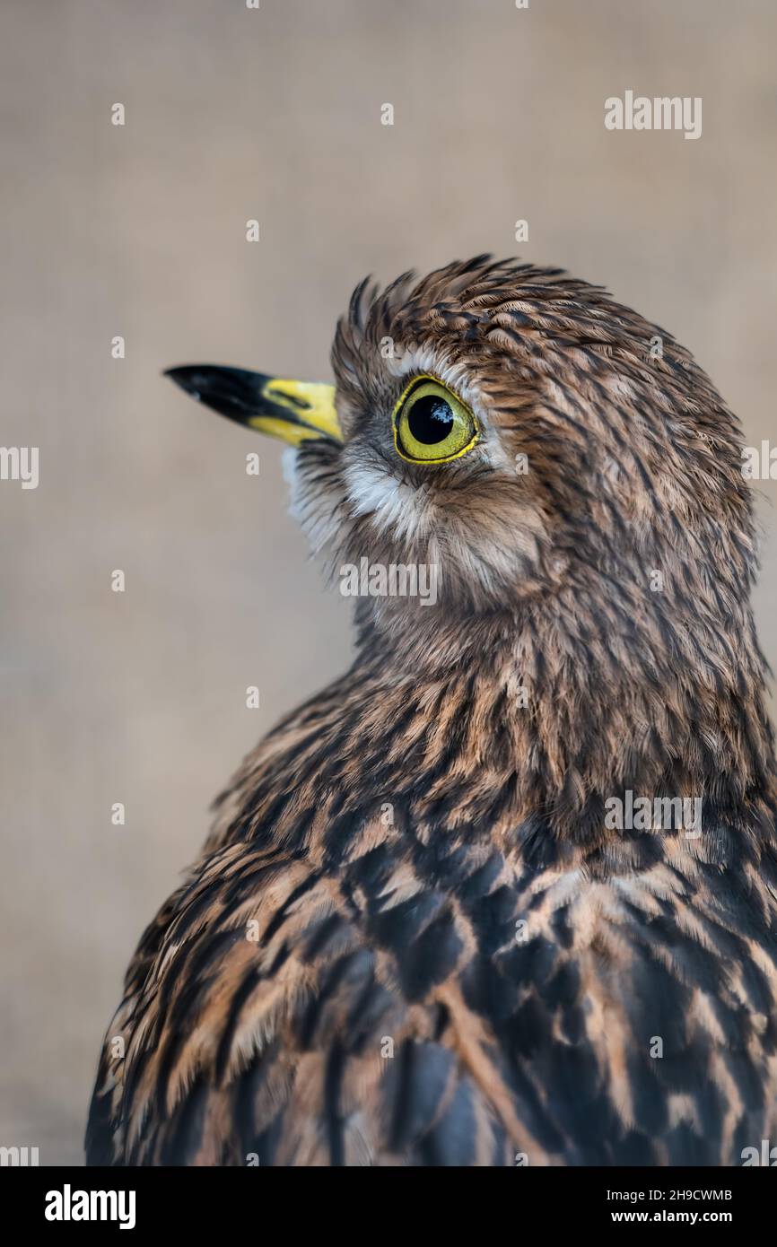 Le coursier de pierre eurasien (Burhinus oedicnemus) ou le genou épais eurasien, oiseau de la famille des Burhinidae. Banque D'Images
