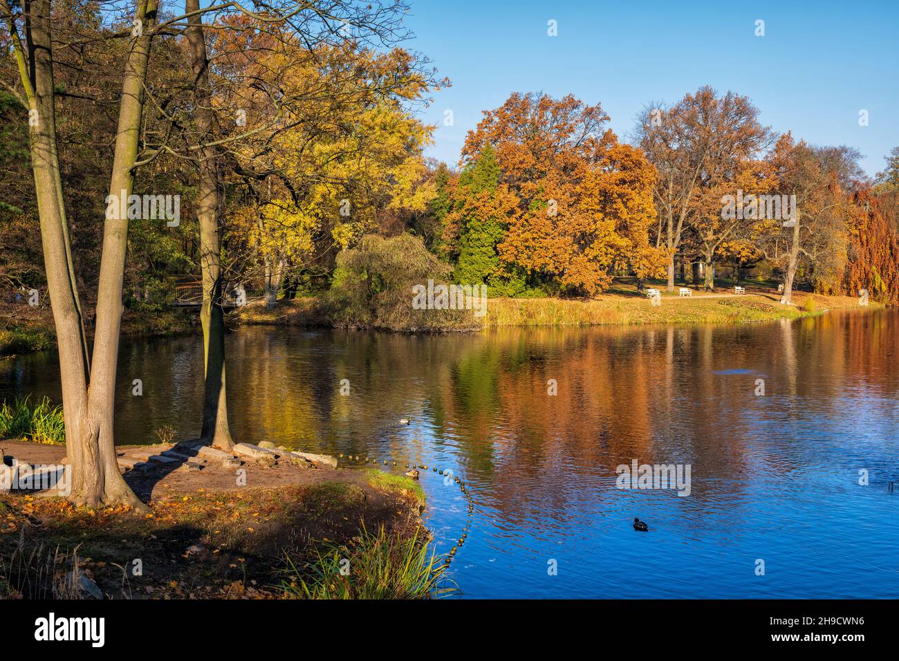 Paysage d'automne avec lac dans le parc Royal Lazienki à Varsovie, Pologne. Banque D'Images