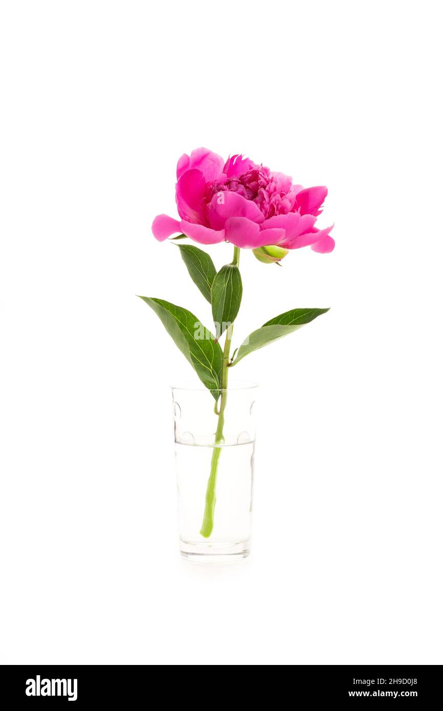 Pivoine rose dans un vase en verre isolé sur fond blanc.Motif carte à fleurs Banque D'Images