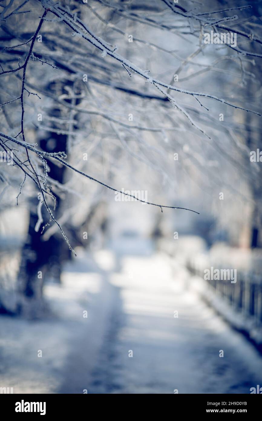 Branches d'arbres enneigées.Branches dans le givre et la neige en hiver.Arrière-plan d'hiver.Les bagues sont recouvertes de gel.Arbres dans la neige. Banque D'Images
