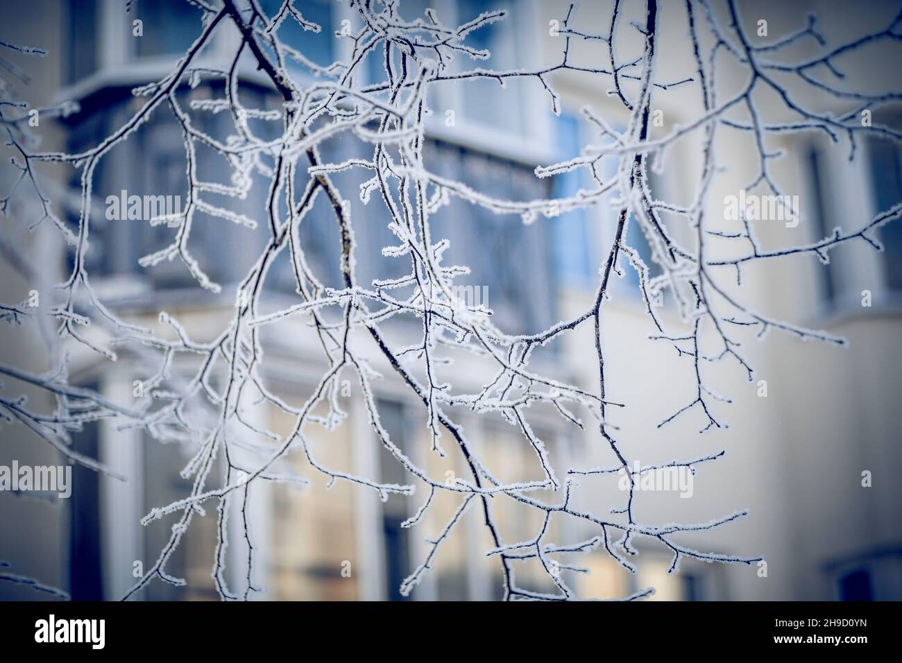Branches d'arbres enneigées sur le fond de la maison.Branches dans le givre et la neige en hiver.Arrière-plan d'hiver.Les bagues sont recouvertes de Banque D'Images