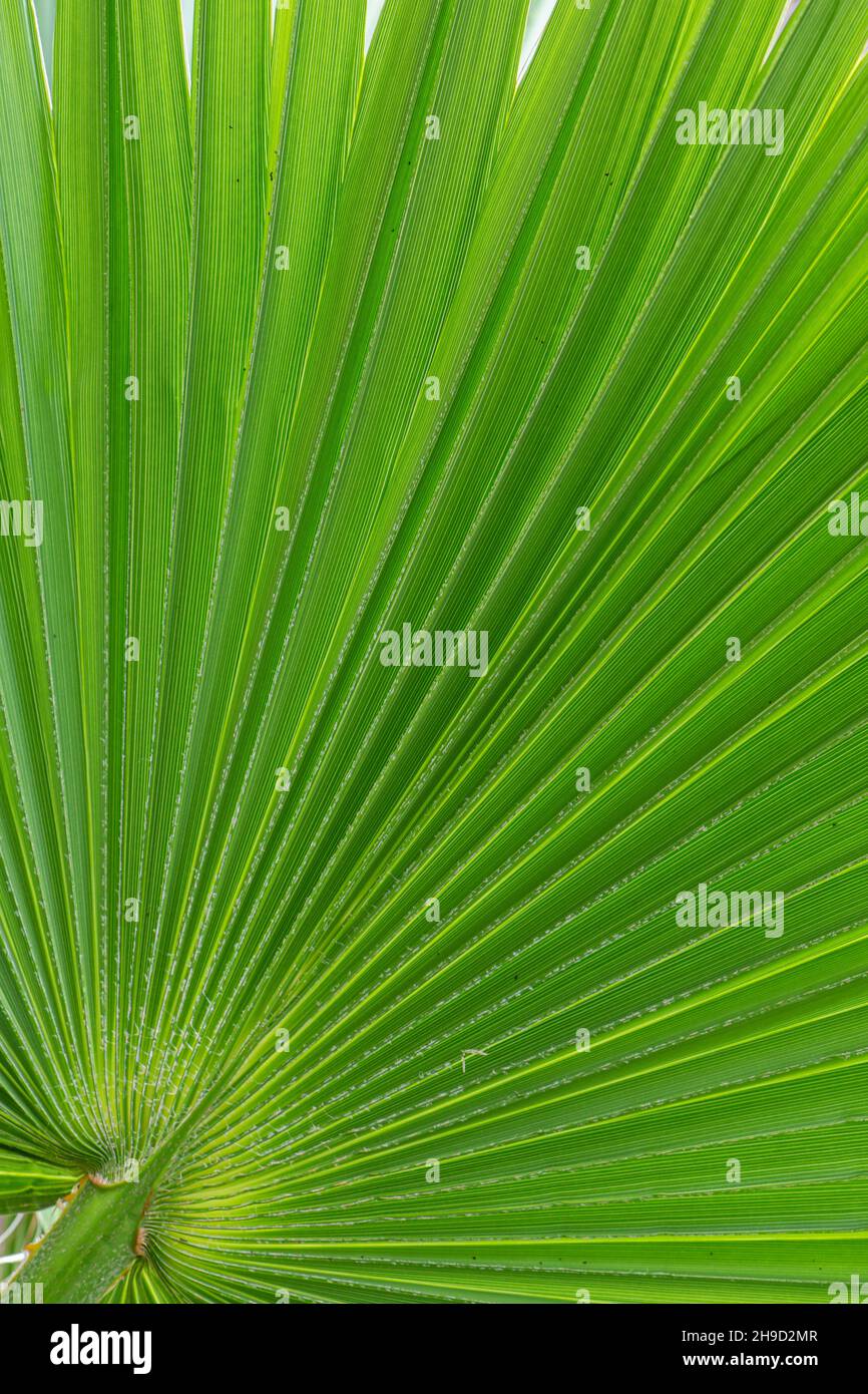 Palmier Fan mexicain : Washingtonia robusta.Tresco, Îles de Scilly, Cornouailles, Royaume-Uni Banque D'Images
