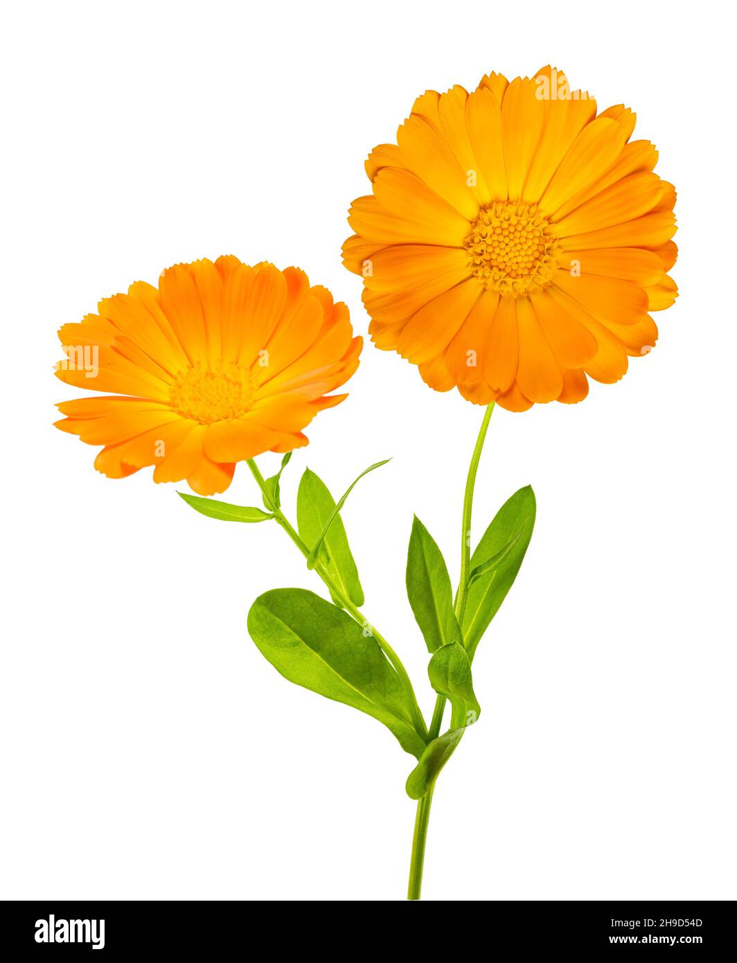 Plante Marigold avec fleurs isolées sur fond blanc Banque D'Images