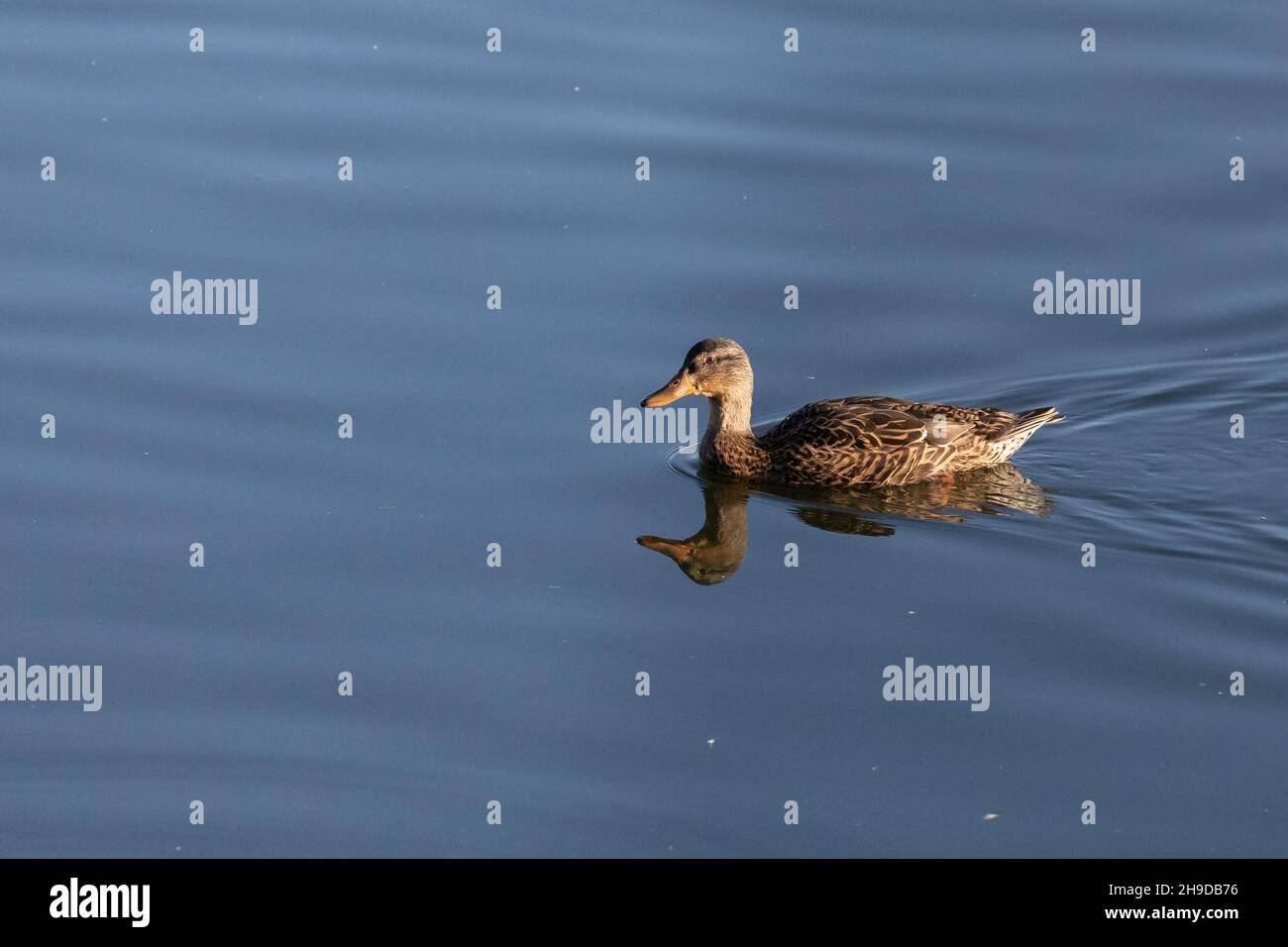 Canard colvert Banque D'Images