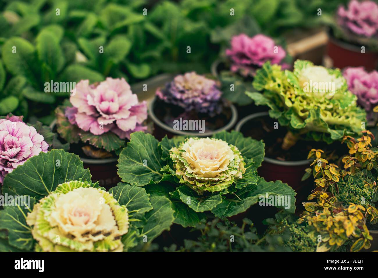 Rangées de fleurs de chou violet et vert dans les pots dans un centre de jardin.Mise au point sélective Banque D'Images