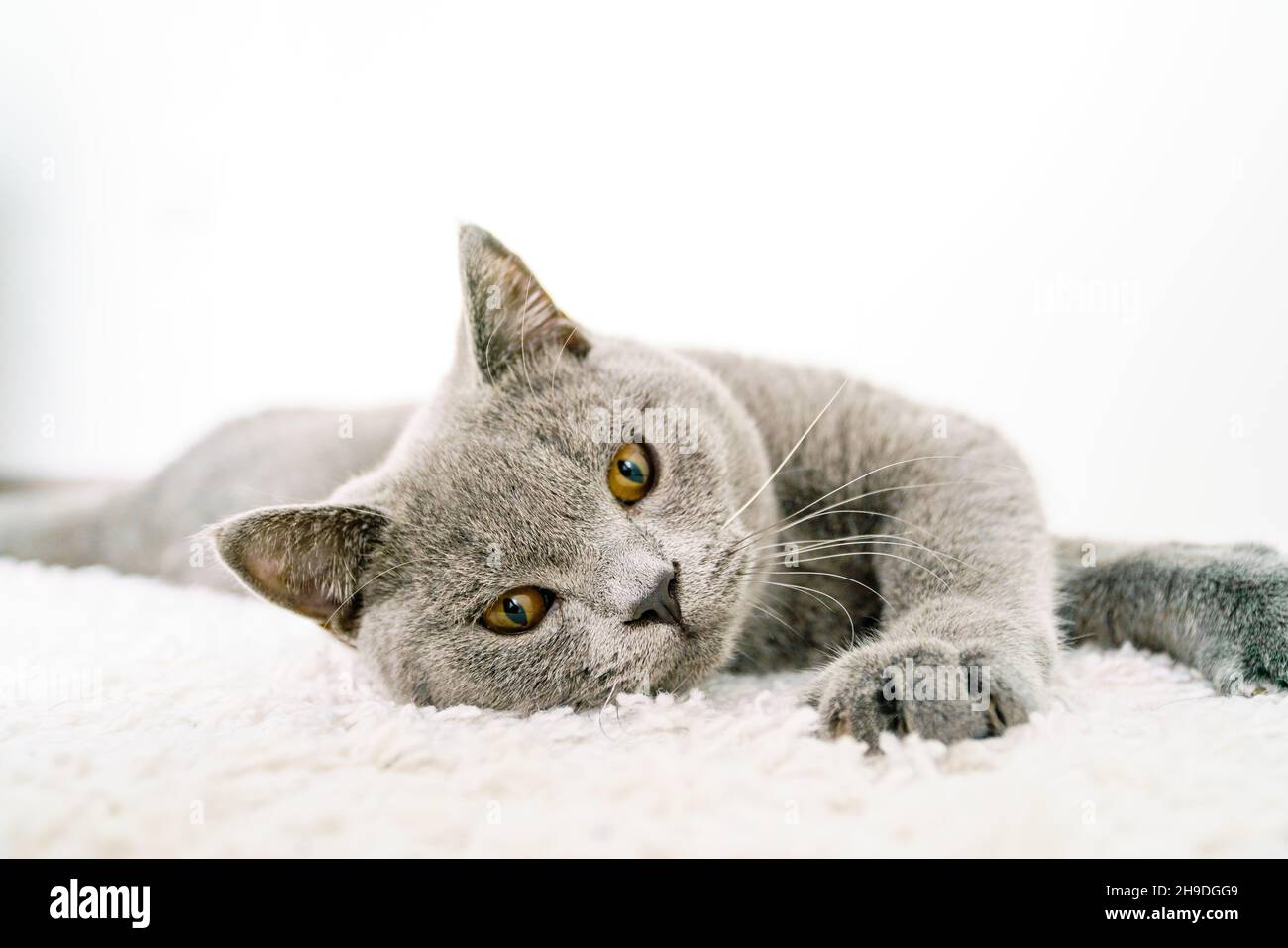 Le chat britannique se trouve sur un fond blanc Banque D'Images