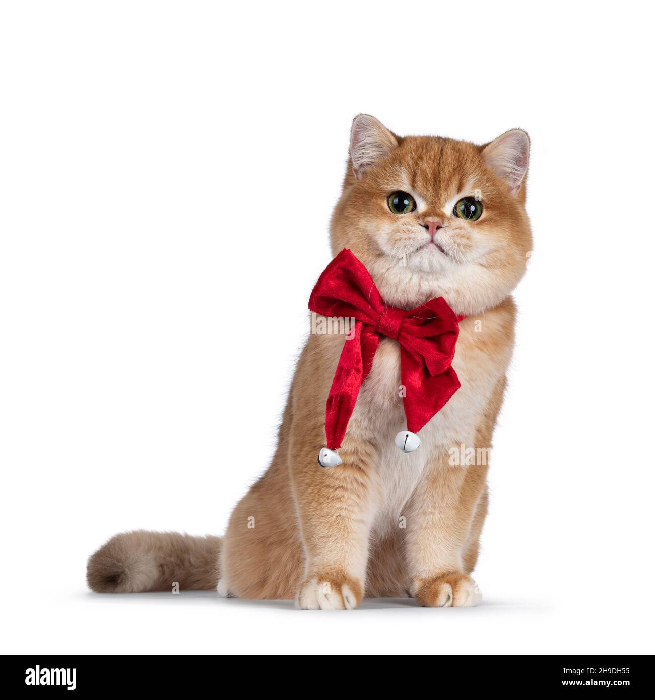 Adorable Shorthair britannique doré et ombragé, assis avec un noeud en velours rouge et des cloches.Regarder vers l'appareil photo avec de beaux yeux.Isolé sur un Banque D'Images