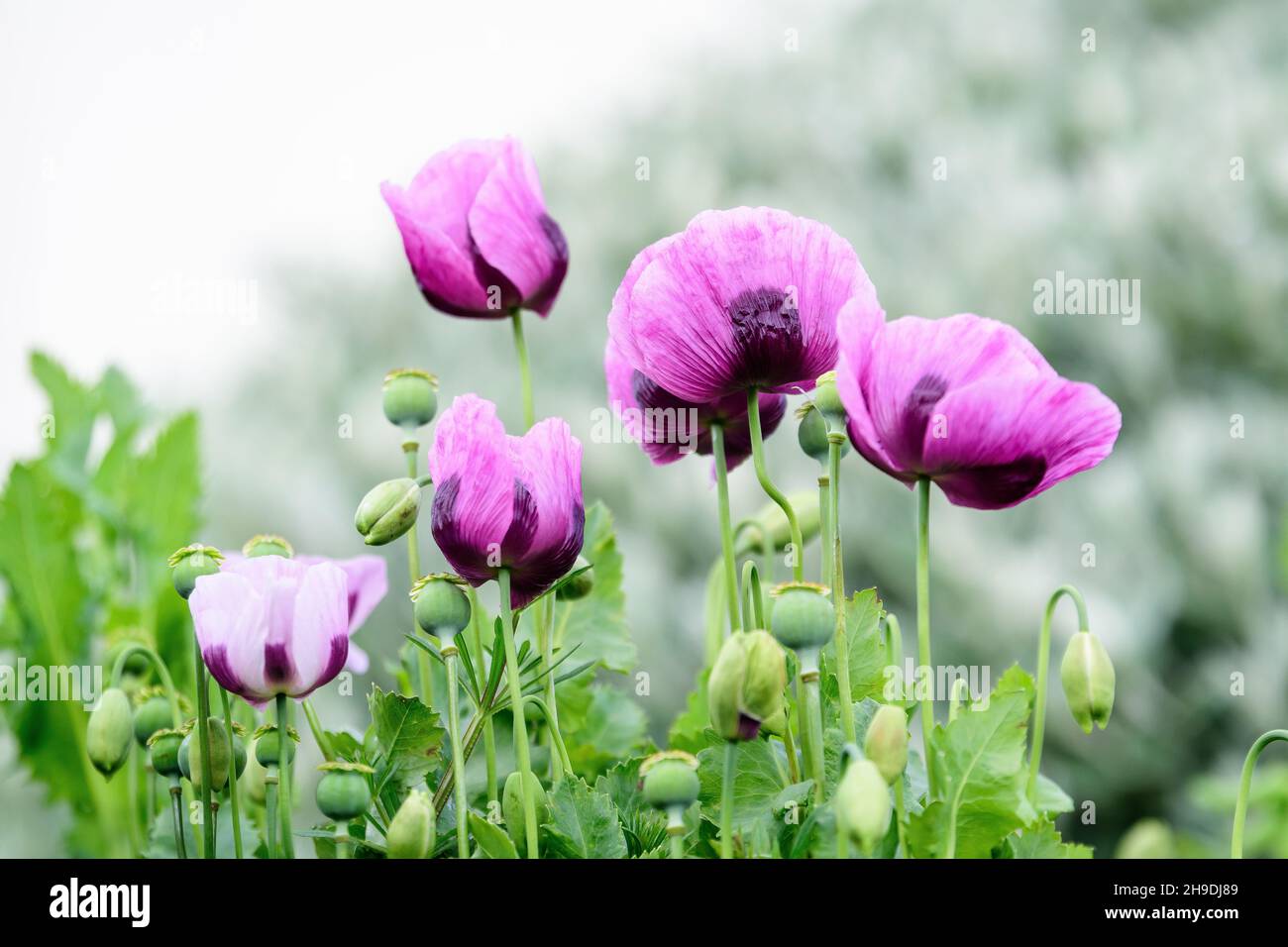 Gros plan de nombreuses délicates fleurs de pavot pourpres et de petites fleurs vertes dans un jardin de style cottage britannique dans une belle journée d'été, belle flore extérieure Banque D'Images