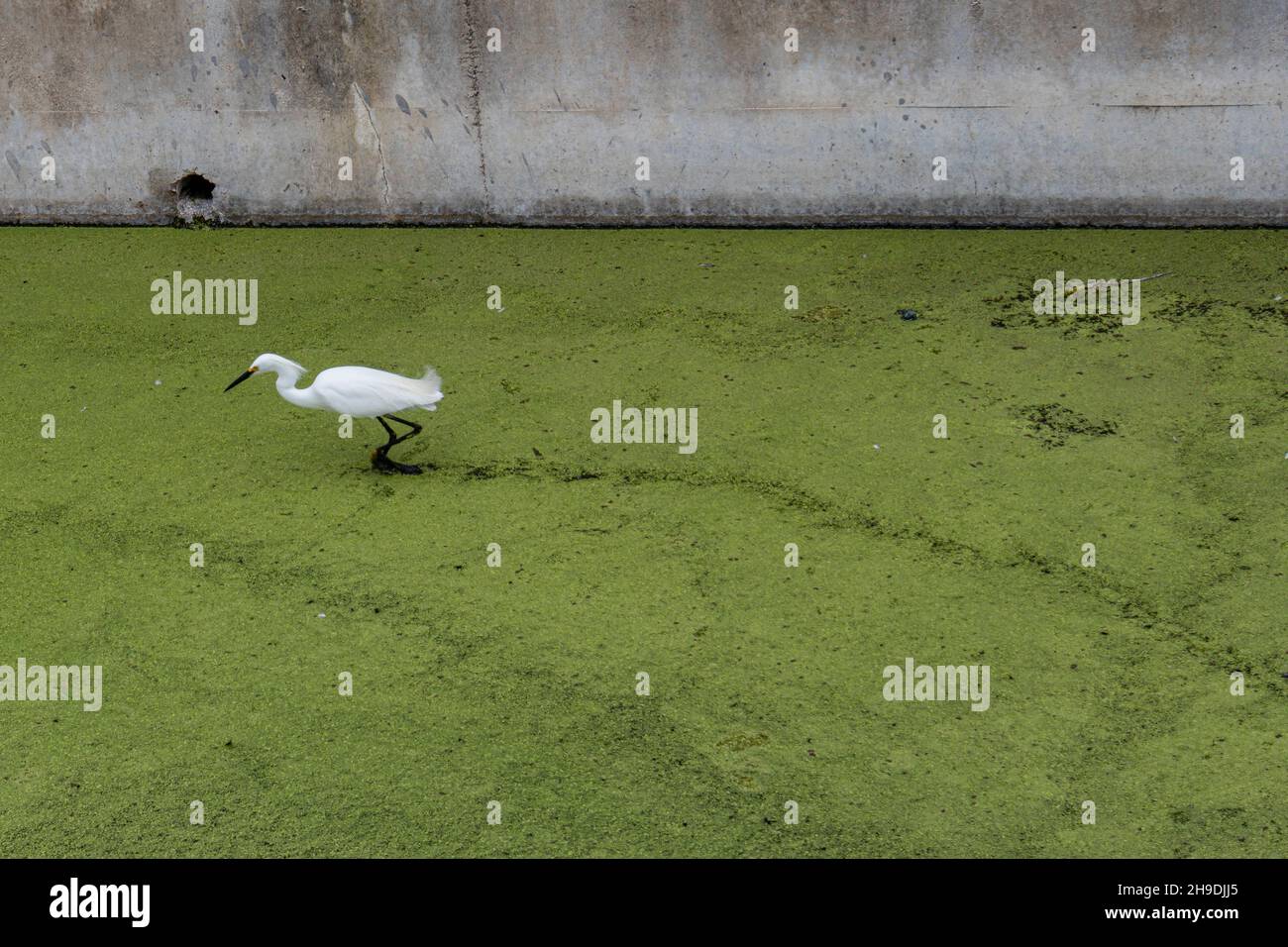 Egret de neige traversant le canal inondé d'algues dans les zones humides de Ballona, Los Angeles, Californie, États-Unis Banque D'Images
