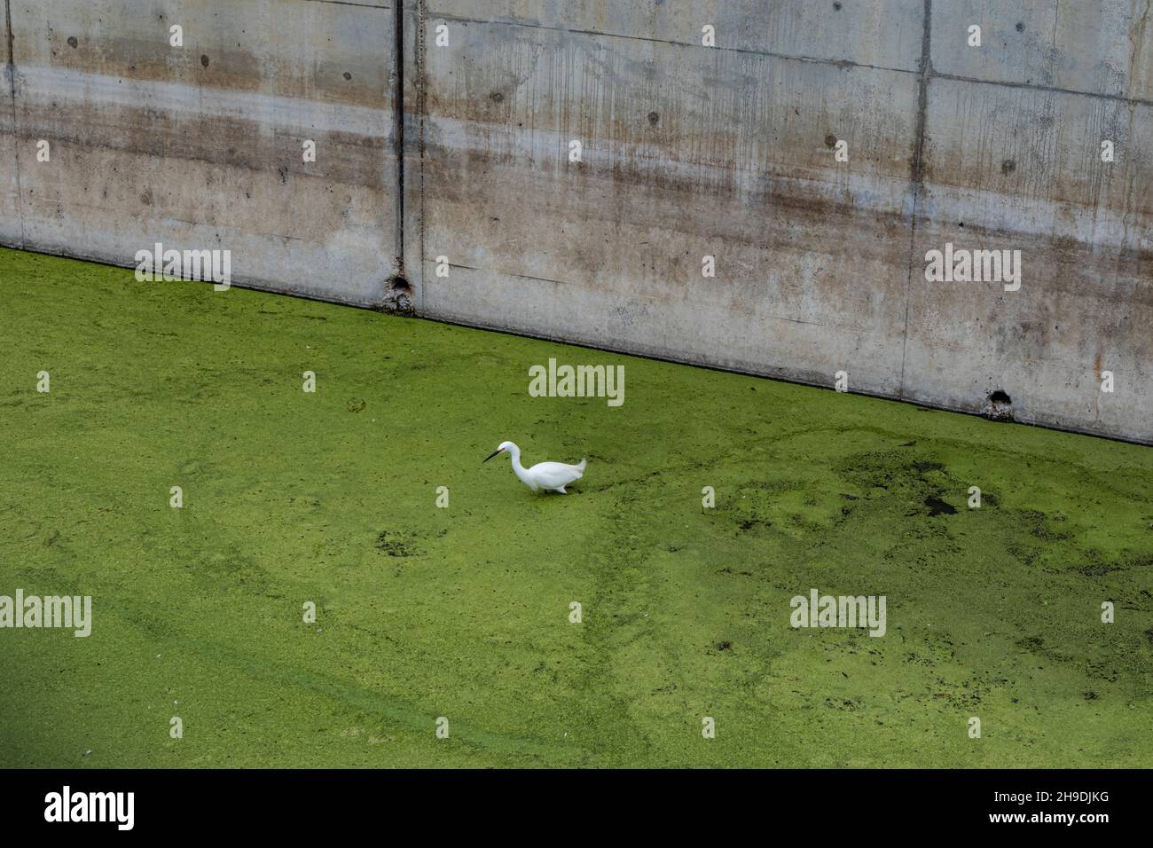 Egret de neige traversant le canal inondé d'algues dans les zones humides de Ballona, Los Angeles, Californie, États-Unis Banque D'Images