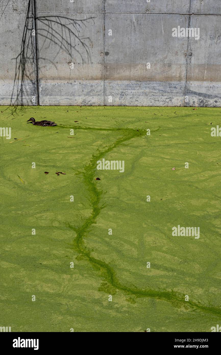 Canard nageant dans des algues Blooms dans le canal d'inondation de Ballona Wetlands, Playa Vista, Los Angeles, Californie, États-Unis Banque D'Images