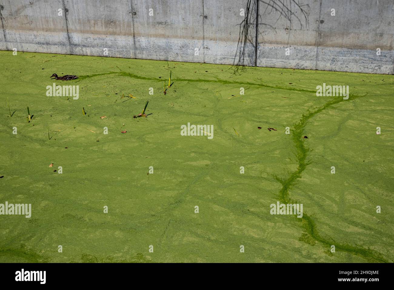 Canard nageant dans des algues Blooms dans le canal d'inondation de Ballona Wetlands, Playa Vista, Los Angeles, Californie, États-Unis Banque D'Images