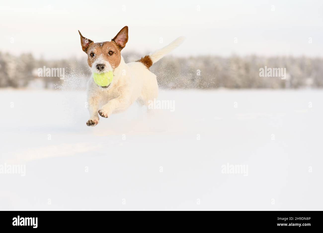 Chien sportif actif jouant avec le ballon de tennis sur la glace et bondissant dans la neige profonde le jour d'hiver ensoleillé Banque D'Images