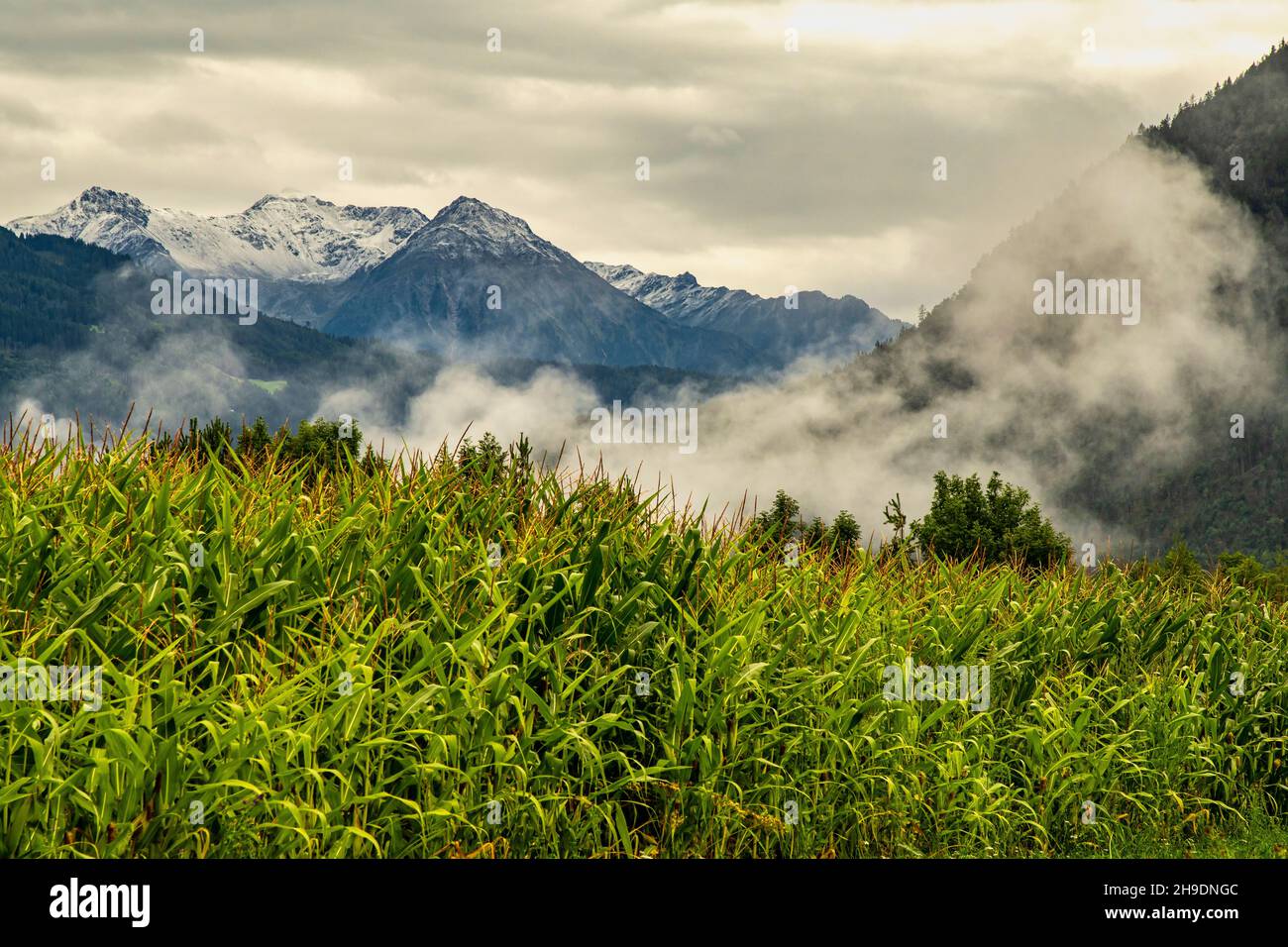 Les sommets des Alpes autrichiennes ont été blanchis par la première neige.Au premier plan un champ de maïs.Tyrol, Autriche, Europe Banque D'Images