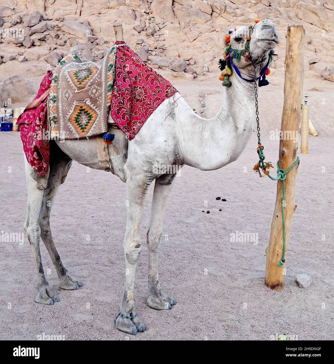 Gros plan sur un chameau en Égypte Banque D'Images