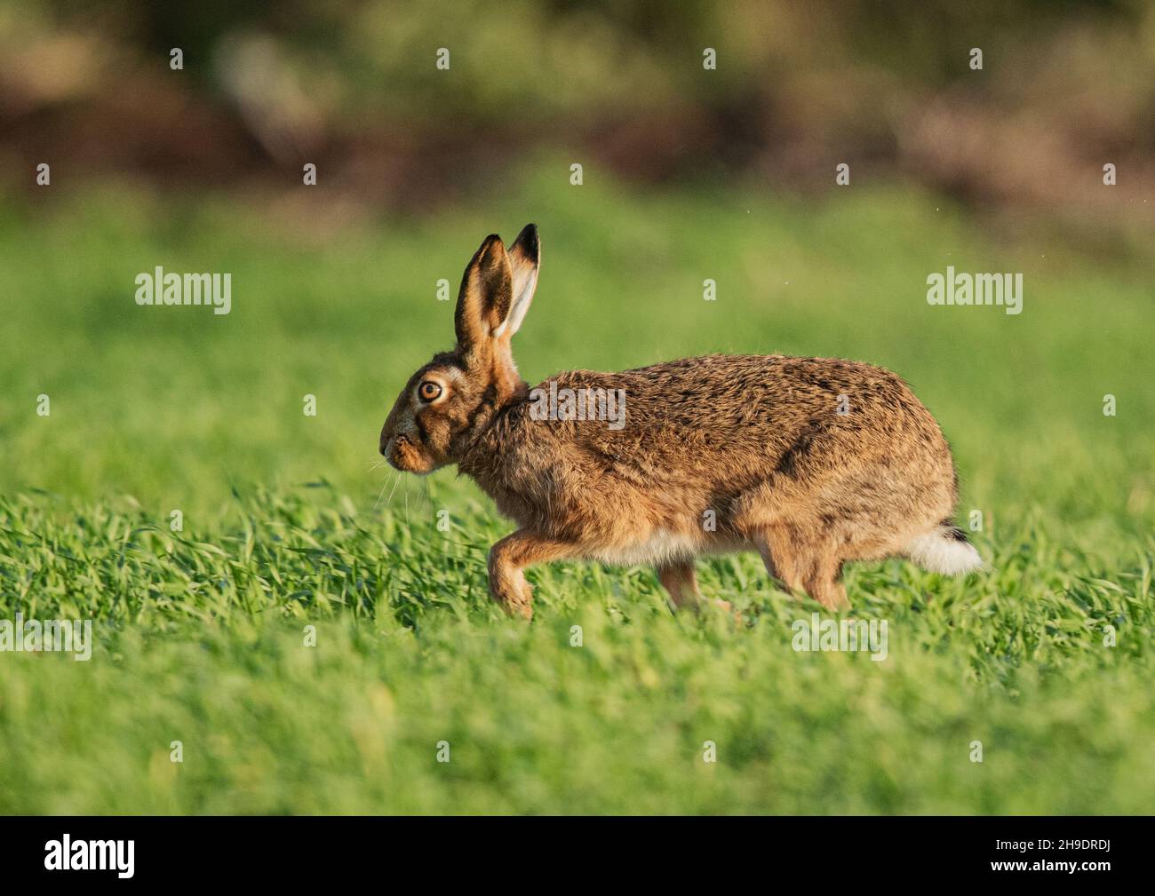 Un lièvre brun adulte en mouvement à travers un champ de blé de fermiers.Suffolk, Royaume-Uni Banque D'Images