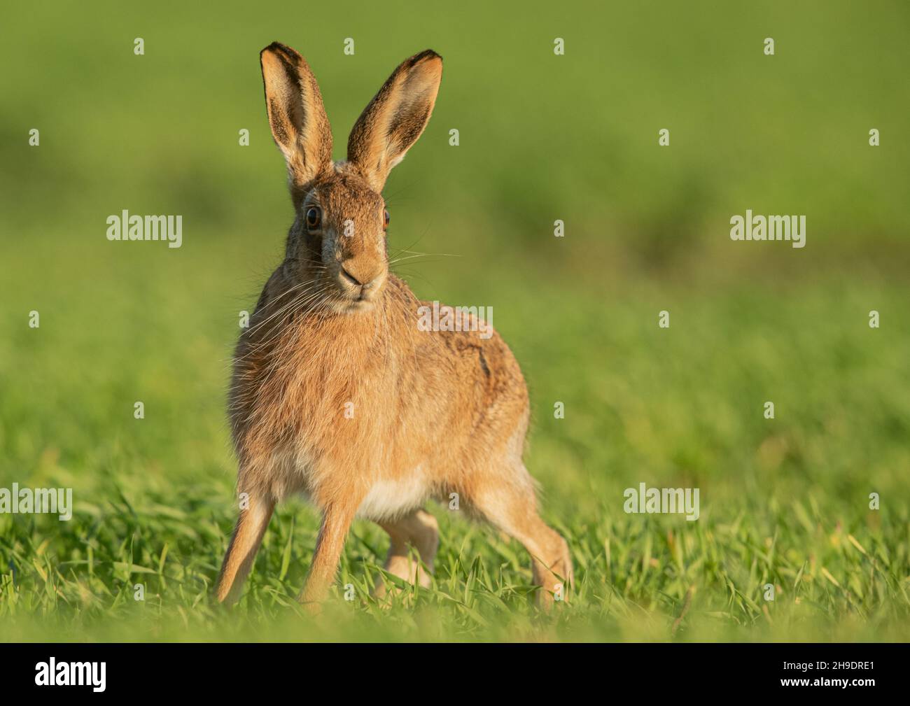 Un gros plan d'un lièvre brun sauvage ( Lepus europaeus) mis en évidence par le soleil du soir , debout dans le champ de blé des agriculteurs . Suffolk, Royaume-Uni . Banque D'Images