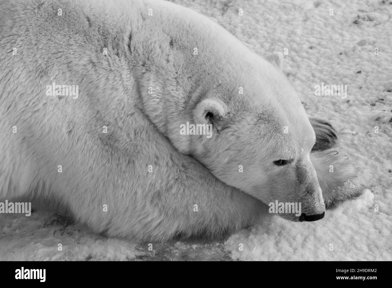 Canada, Manitoba, Churchill.Ours polaire mâle mature (SAUVAGE : Ursus maritimus) B&W. Banque D'Images