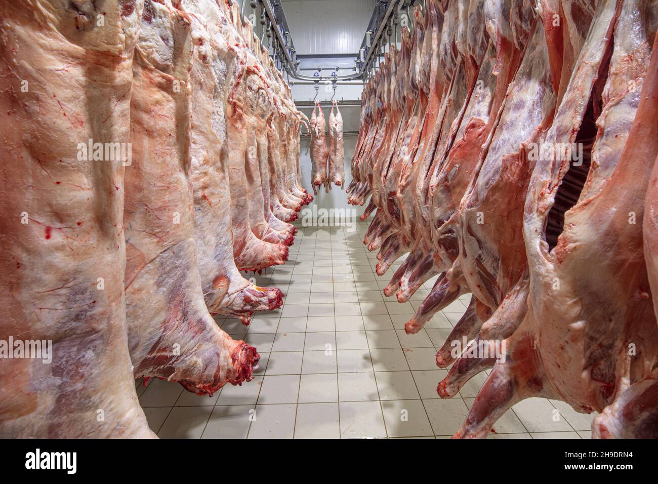 Carcasses d'agneau accrochées à des crochets dans la maison d'abattage avant d'être transférées au marché ou en chambre froide ou de couper.Entrepôt réfrigéré, crochets de suspension de produits surgelés Banque D'Images