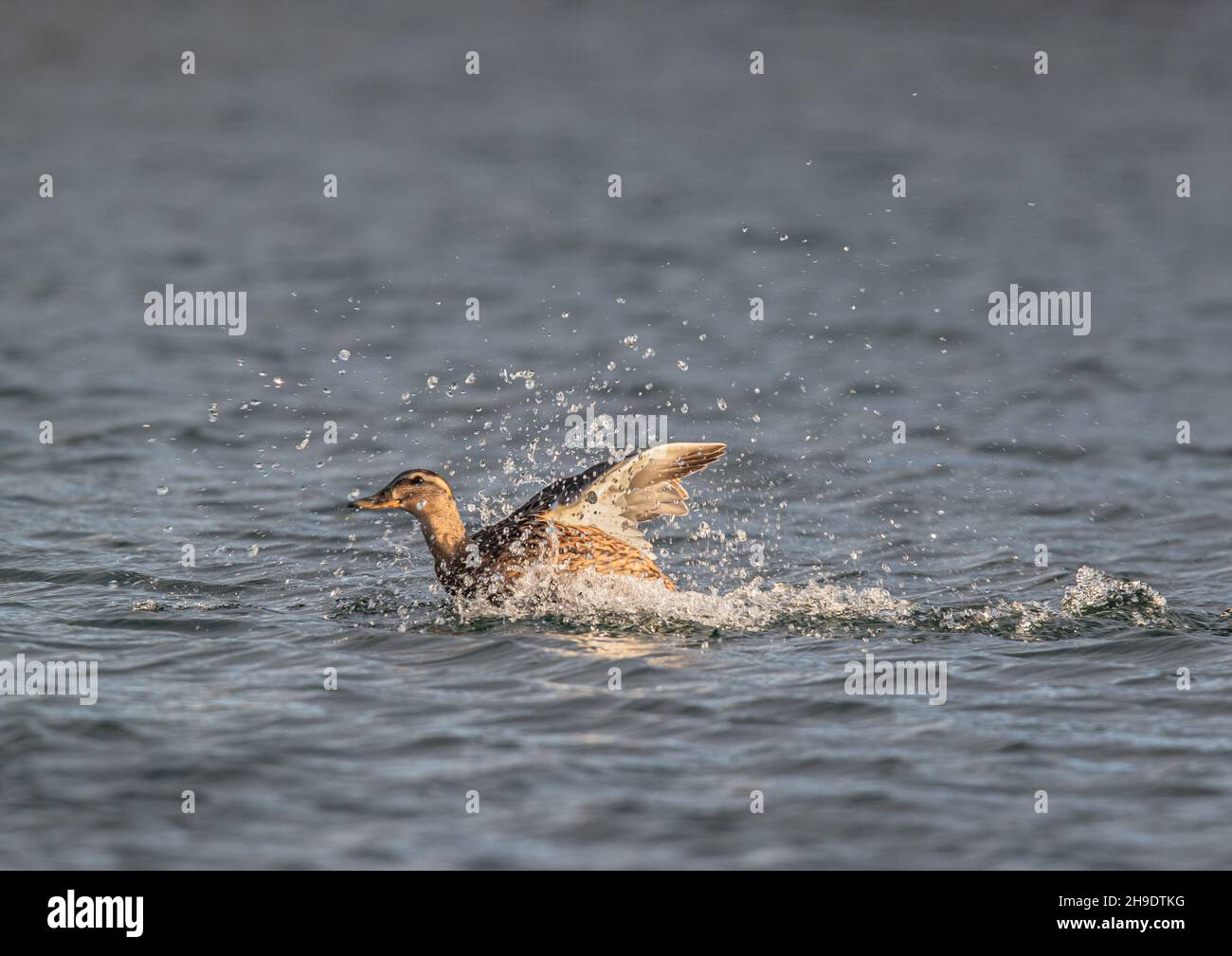 Une femelle Mallard maling beaucoup d'éclaboussures tout en prenant un bain sur un réservoir de ferme, Suffolk UK Banque D'Images