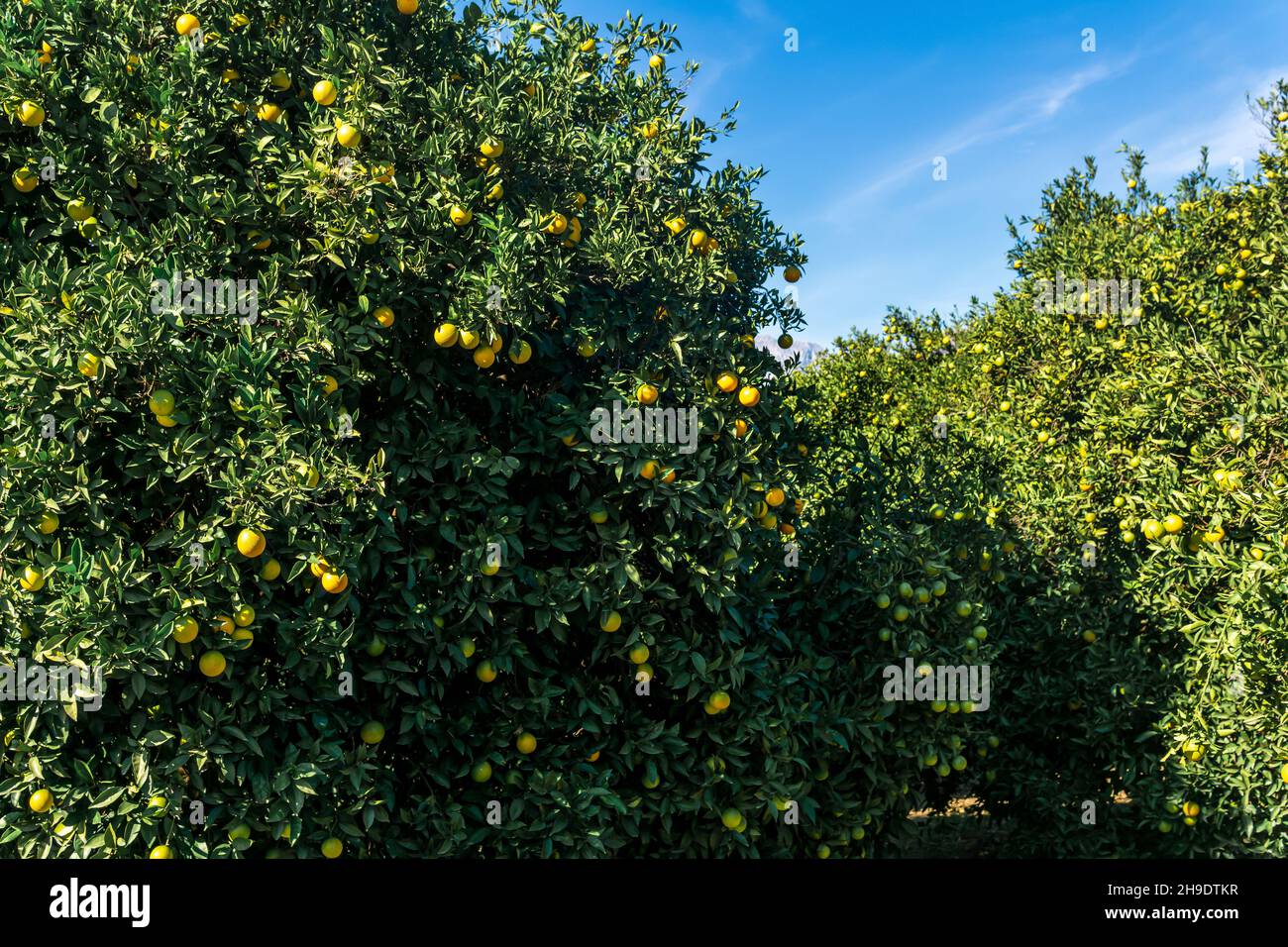 orangers avec fruits mûrissant sur une plantation industrielle à l'extérieur Banque D'Images orangers avec fruits mûrissant sur une plantation industrielle à l'extérieur Banque D'Images