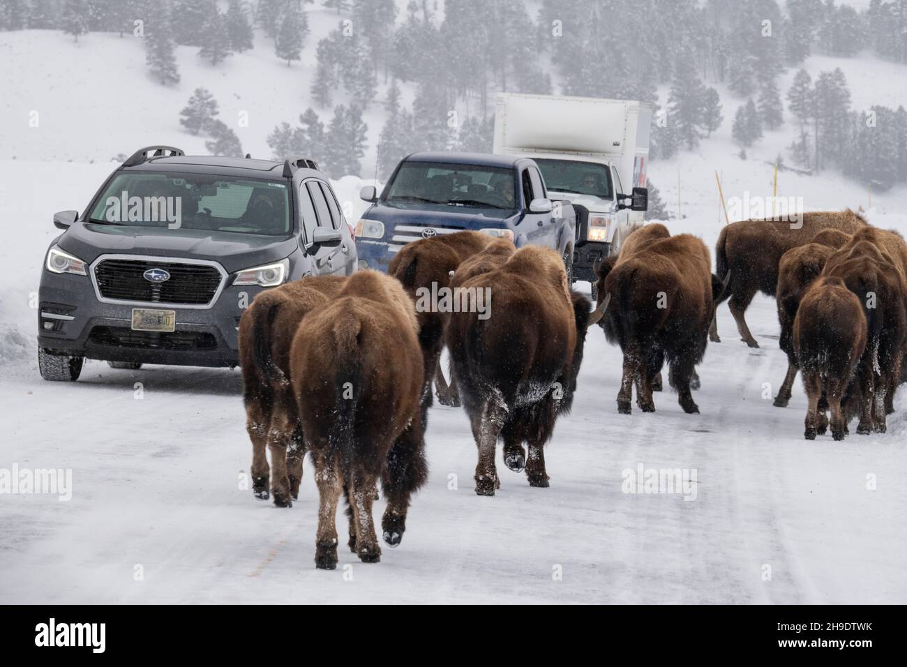 Wyoming, parc national de Yellowstone, Lamar Valley en hiver.Bison sur la route. Banque D'Images