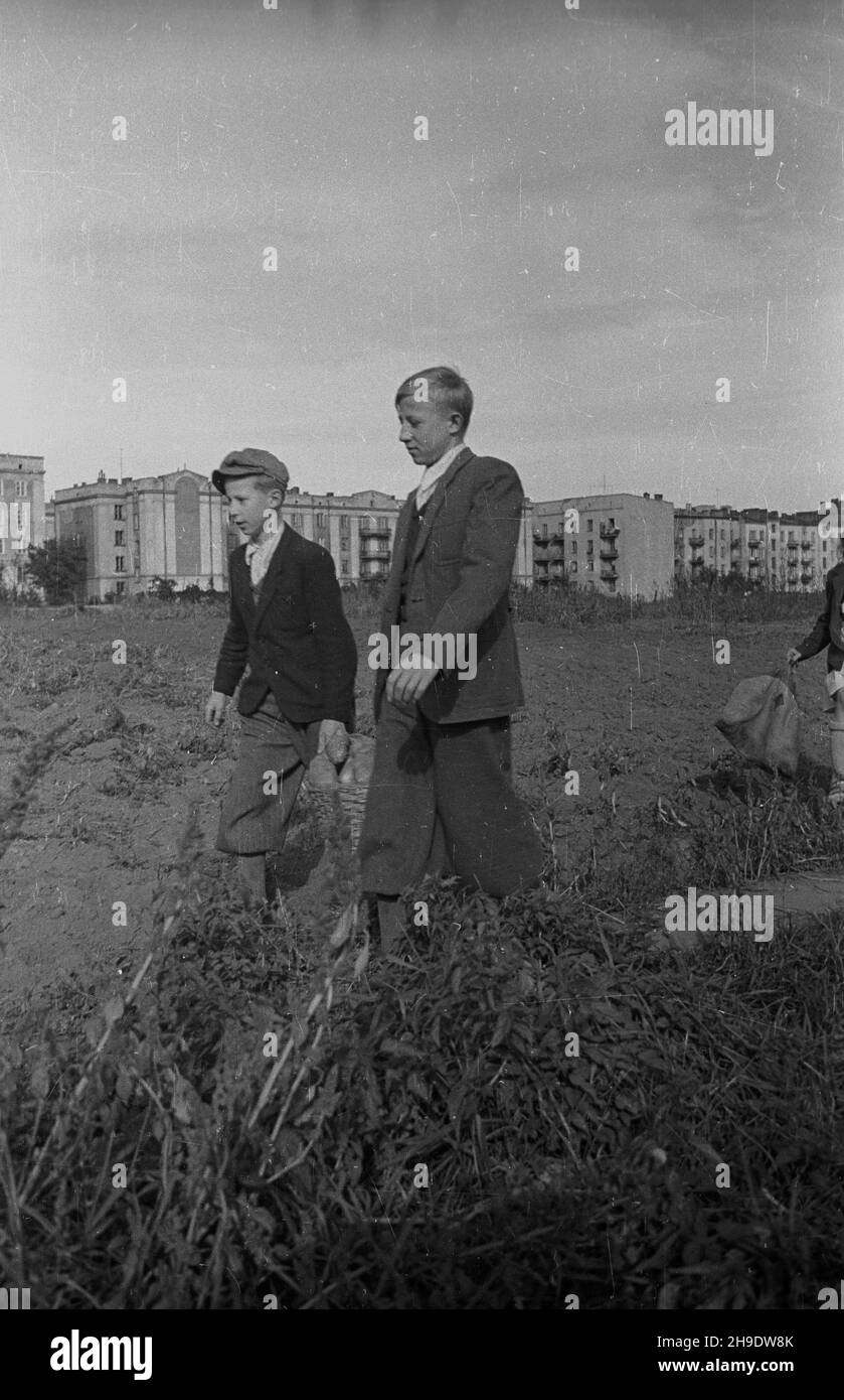 Varsovie, 1947-10.Synowie Kazimierza Krzy¿owskiego nios¹ W koszu okaza³e ziemniaki z dzia³ki ojca na Mokotowie. wb/gr PAP Dok³adny dzieñ wydarzenia nieustalony.Varsovie, octobre 1947.Fils de Kazimierz Krzyzowski transportant des pommes de terre de la parcelle de jardin de leur père dans le district de Mokotow. wb/gr PAP Banque D'Images