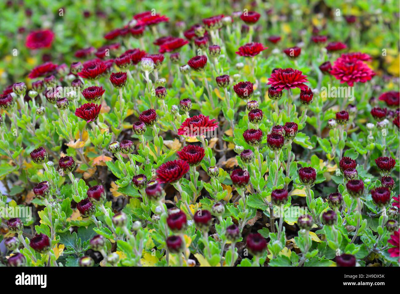 Automne rouge bordeaux chrysanthème fleurs vivaces gros plan à l'extérieur. Banque D'Images