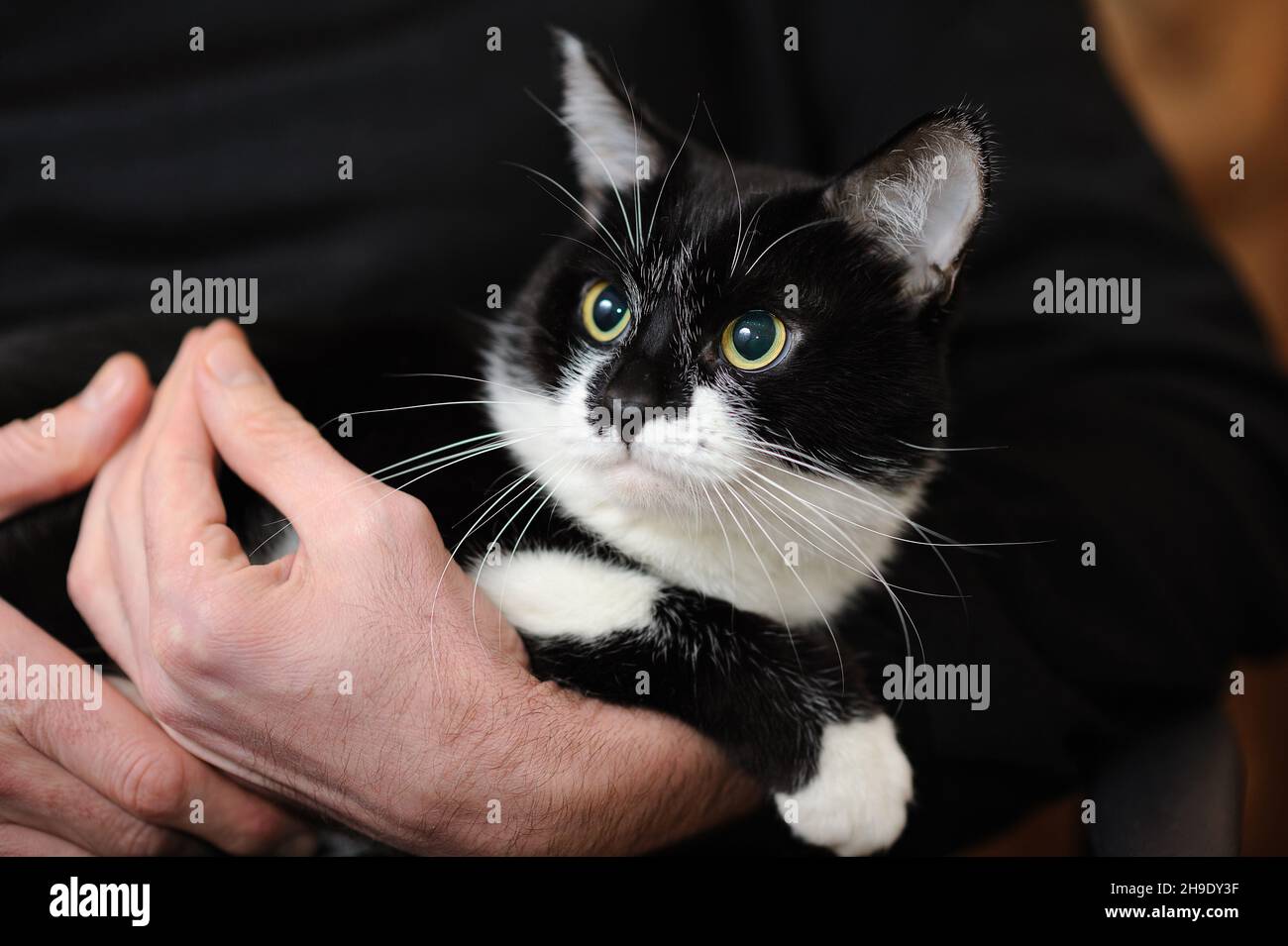 Chat Noir Et Blanc Sur Les Mains Des Hommes Tep Therapie Gros Portrait De Chat Domestique A Gros Traits Photo Stock Alamy