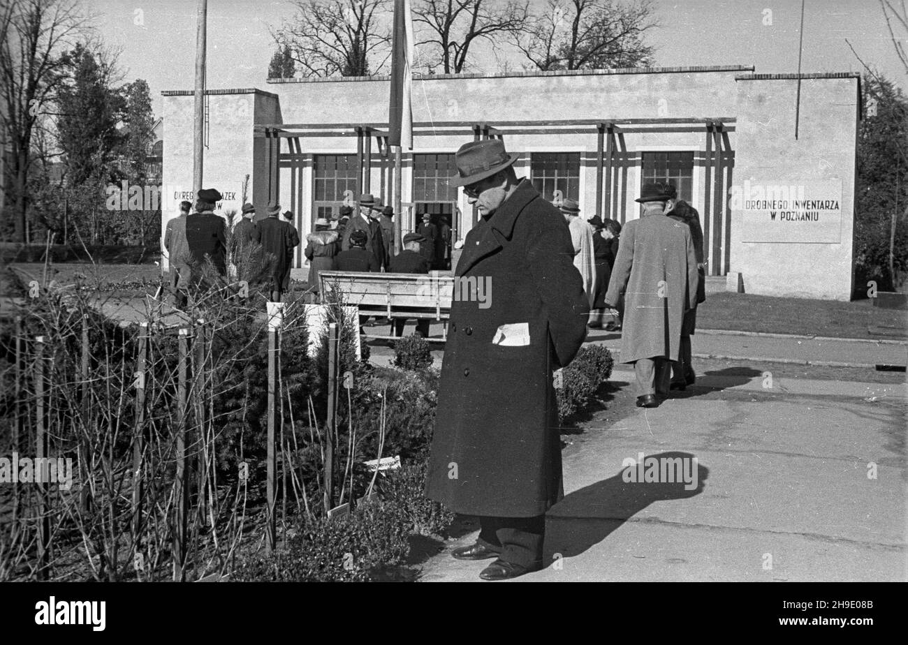 Poznañ, 1947-10.Ogólnokrajowa Wystawa Rolniczo-Ogrodnicza, W dniach 11-29 paŸdziernika, na terenie Miêdzynarodowych Targów Poznañskich.NZ. Mê¿czyzna ogl¹da sadzonki drzewek.W g³êbi pawilon drobnego inwentarza Okrêgowego Zwi¹zku Hodowców. mb/gr PAP Dok³adny dzieñ wydarzenia nieustalony.Poznan, octobre 1947.Exposition agricole nationale tenue le 11-29 octobre sur les lieux de la foire internationale de Poznan.Photo : un homme regardant les semis d'arbres fruitiers.En arrière-plan, un petit pavillon animal de l'Union des sélectionneurs du district de Teh. mb/gr PAP Banque D'Images