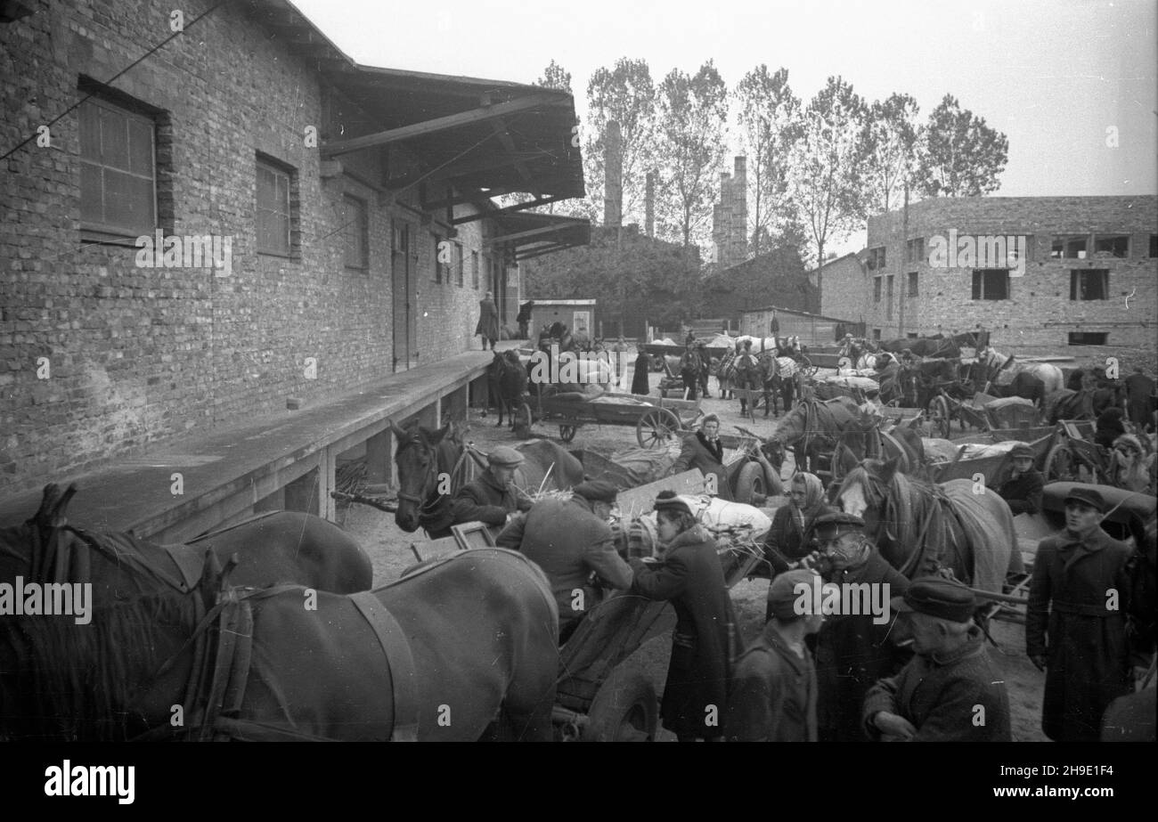 Grodzisk Mazowiecki, 1947-10.Rolnicy z powiatu grodziskiego przy punkcie skupu zbo¿a.Przywiezionym zbo¿em p³ac¹ podatek gruntowy. mb/gr PAP Dok³adny dzieñ wydarzenia nieustalony.Grodzisk Mazowiecki, octobre 1947.Les agriculteurs de Grodzisk powiat à un point d'achat de céréales.Les agriculteurs paient une taxe foncière avec le grain. mb/gr PAP Banque D'Images