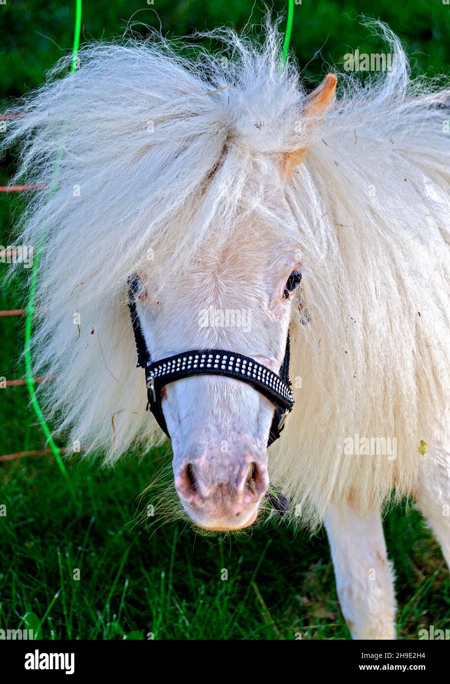 tête de poney avec grand écusson blanc flou Banque D'Images