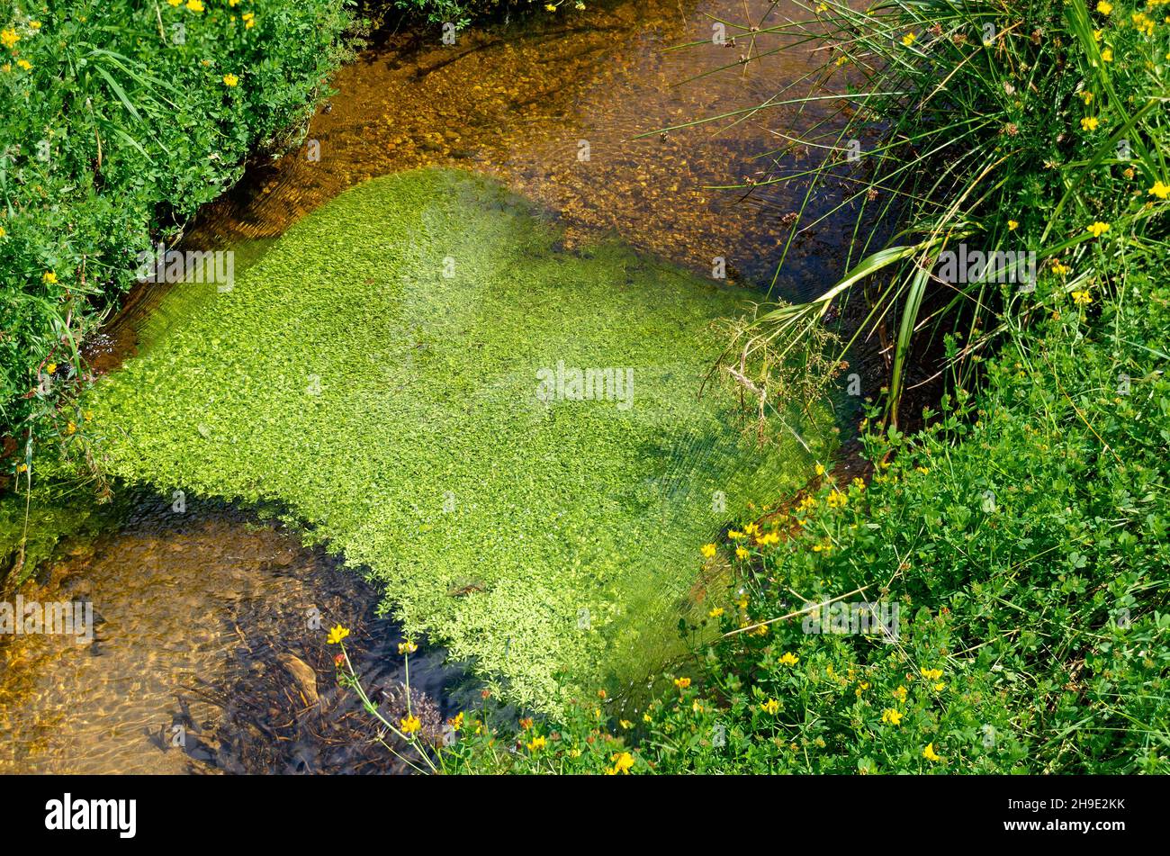 Végétation verte fraîche sur un petit ruisseau à eau claire dans la région de Waldviertel (ForestQuarter), Autriche Banque D'Images