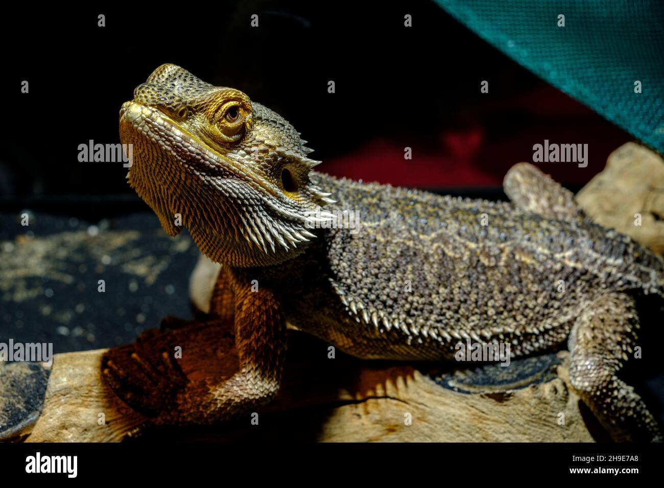 Grand lézard dragon barbu d'animal de compagnie reposant dans un réservoir en verre Banque D'Images