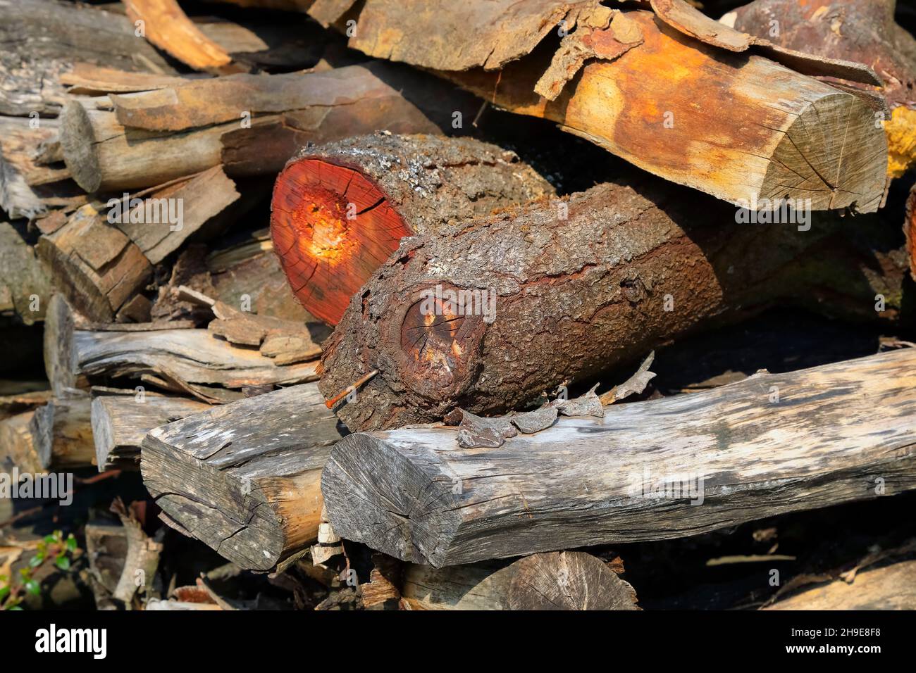 Pile de bois de chauffage qui a été recueilli et préparé pour un usage domestique. Banque D'Images