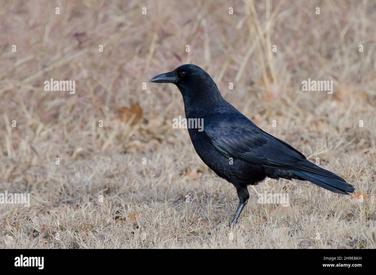 Corvus brachyrhynchos Banque D'Images
