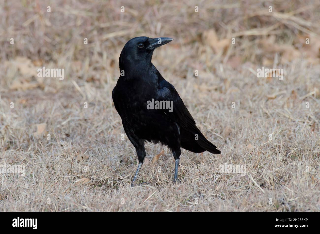 Corvus brachyrhynchos Banque D'Images