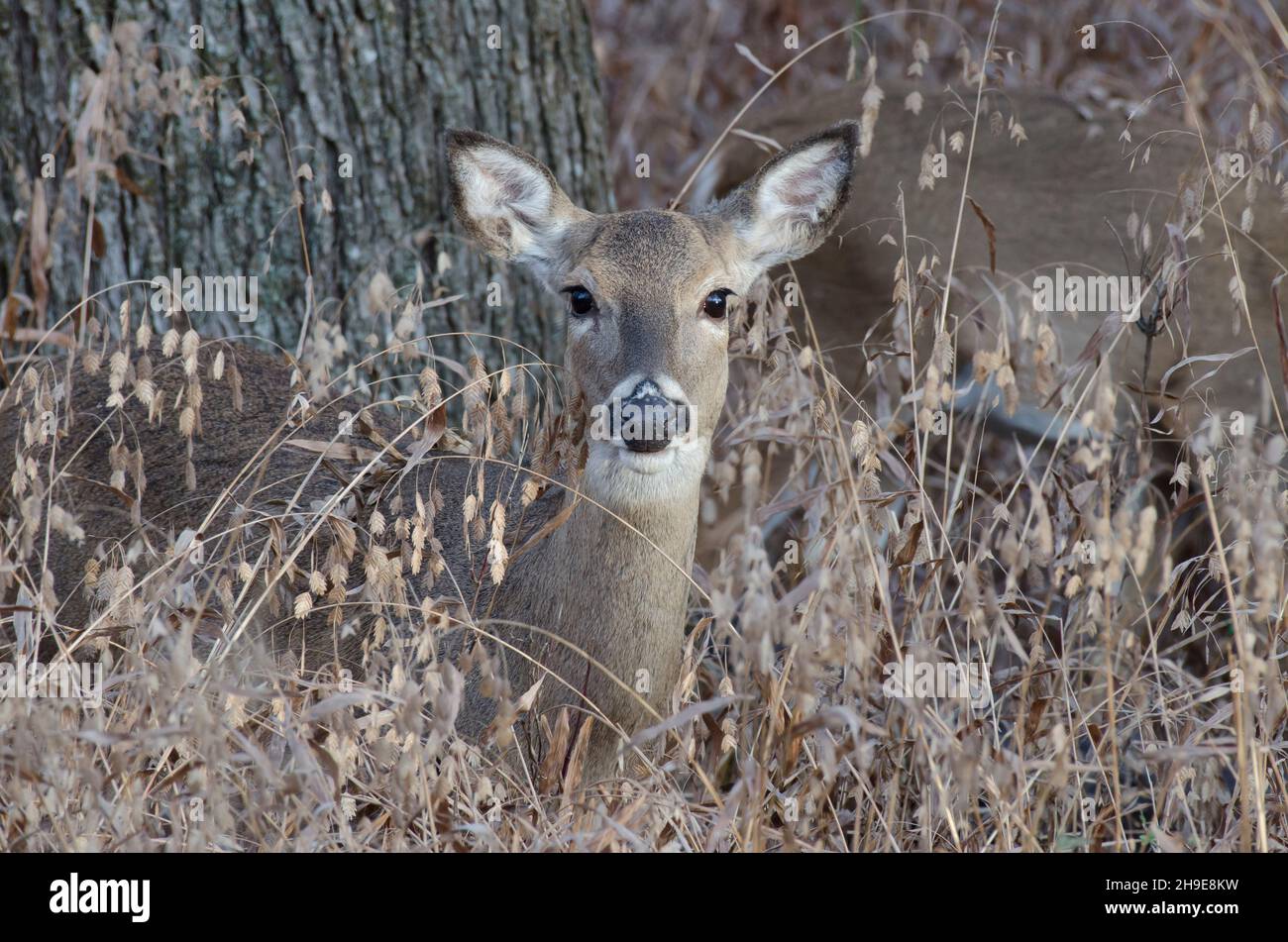 Le cerf de Virginie, l'Odocoileus virginianus, doe Banque D'Images
