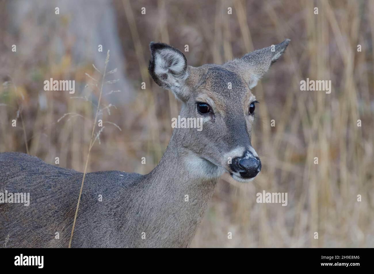 Le cerf de Virginie, l'Odocoileus virginianus, doe Banque D'Images