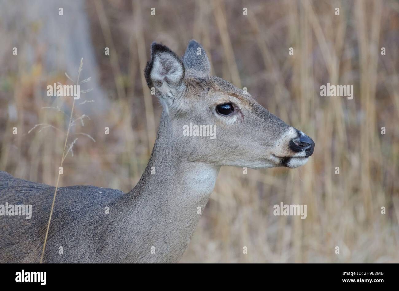 Le cerf de Virginie, l'Odocoileus virginianus, doe Banque D'Images